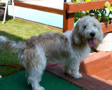 0165 Charley.jpg