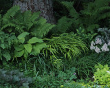 0350 Shade Garden.jpg