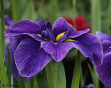 0379 Purple Iris.jpg