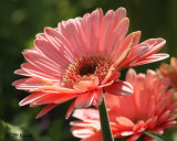 0481 Gerbera Daisy.jpg