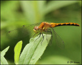 0575 White-faced Cherry-faced or Ruby Meadowhawk sp female_edited-1.jpg