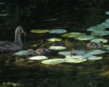 0829 Mallard Family.jpg