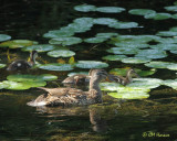 0835 Mallard Family.jpg