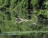 0899 Reflections.jpg