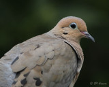 0992 Mourning Dove.jpg