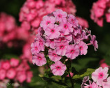 1048 Phlox.jpg