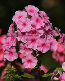 1050 Phlox.jpg