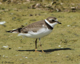 1418 Semipalmated Plover.jpg