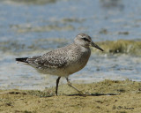 1484 White-rumped Sandpiper.jpg