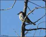 1900 Thick-billed Kingbird.jpg