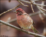 2262 Purple Finch male.jpg