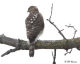 6464 Coopers Hawk.jpg