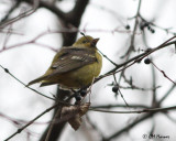 6501 Western Tanager.jpg