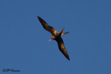4777 Magnificent Frigatebird male.jpg