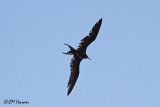 4793 Magnificent Frigatebird.jpg
