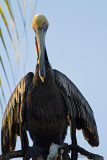 4808 Brown Pelican western race.jpg