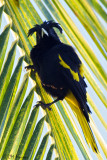 4813 Yellow-winged Cacique.jpg