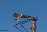 4867 Osprey.jpg