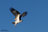 4868 Osprey.jpg