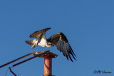 4870 Osprey.jpg
