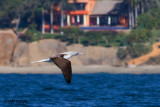 4999 Blue-footed Booby.jpg