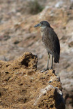 5030 Yellow-crowned Night-Heron juvenile