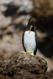 5114 Brown Booby.jpg