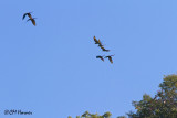 5359 Military Macaws.jpg