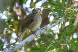5506 White-throated Thrush..jpg