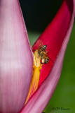 5513 Pollinators at work.jpg