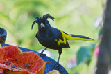 5572 Yellow-winged Cacique.jpg