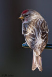 5789 Common Redpoll.jpg