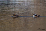 5793 Hooded Merganser pair.jpg