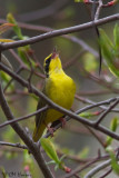 7896 Kentucky Warbler.jpg