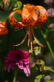 8185 Tiger Lily .jpg