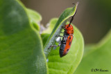 8262 Red Milkweed Beetle.jpg