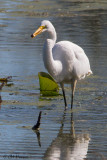 8427 Great Egret.jpg