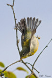 8597 Northern Parula.jpg