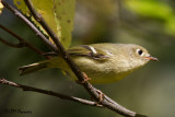 8620 Ruby-crowned Kinglet.jpg