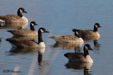 8834 Canada and Cackling Geese.jpg
