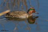 8909 Green-winged Teal drake.jpg