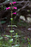 5962 Wildflower.jpg