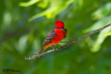 6238 Vermillion Flycatcher.jpg