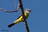 6379 Couchs Kingbird.jpg