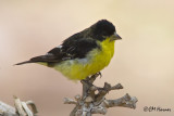 6667 Lesser Goldfinch male.jpg