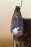 6718 White-breasted Nuthatch.jpg