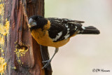 6731 Black-headed Grosbeak.jpg