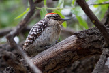 6751 Ladder-backed Woodpecker.jpg