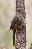 6785 Canyon Towhee.jpg