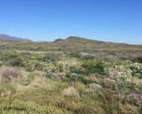 1135 Wildflower.jpg
